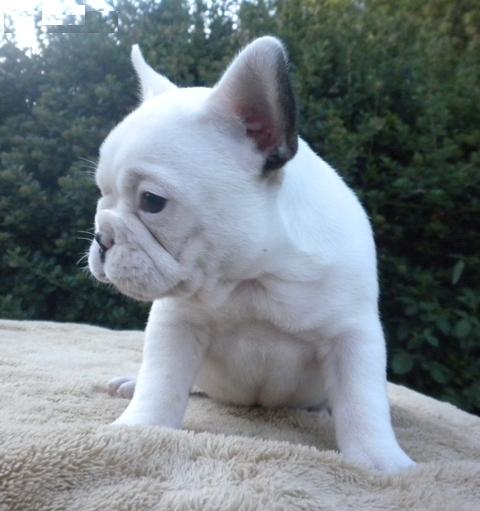 AKC FRENCH BULLDOGS FOR SELL. Image eClassifieds4u