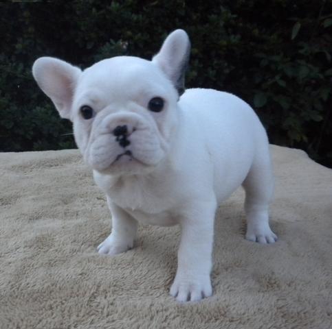 English Bulldogs for sell. Image eClassifieds4u