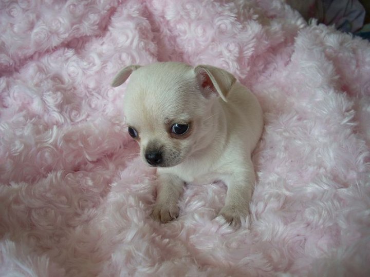 LOVELY CHIHUAHUA PUPPIES FOR SELL Image eClassifieds4u