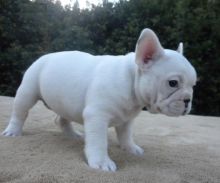 ADORABLE FRENCH BULLDOGS PUPPIES FOR SELL Image eClassifieds4u 2