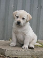 ADORABLE LABRADOL PUPPIES FOR SELL . Image eClassifieds4u 2