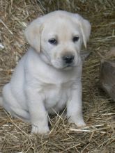 ADORABLE LABRADOL PUPPIES FOR SELL . Image eClassifieds4u 3