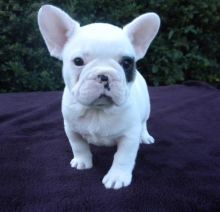 AKC FRENCH BULLDOGS FOR SELL. Image eClassifieds4u 1