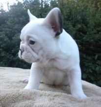 AKC FRENCH BULLDOGS FOR SELL. Image eClassifieds4u 3