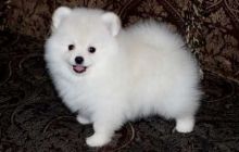 Beautiful Tiny Pomeranian Puppies for Sale Image eClassifieds4U