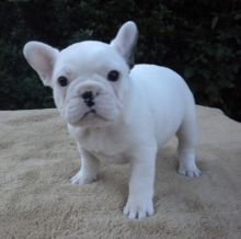 English Bulldogs for sell. Image eClassifieds4u 1