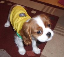 Fosse Cavalier King Charles Spaniel for sell. Image eClassifieds4u 1
