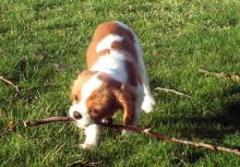 Fosse Cavalier King Charles Spaniel for sell. Image eClassifieds4u 2