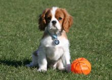 Fosse Cavalier King Charles Spaniel for sell. Image eClassifieds4u 3