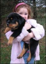 Exceptional World Class Rottweiler Female Puppies/jerolynn.elly1@gmail.com Image eClassifieds4U