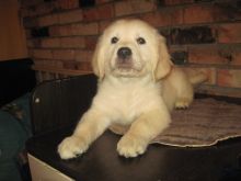 Siberian Husky Puppies For Adoption Image eClassifieds4u 1