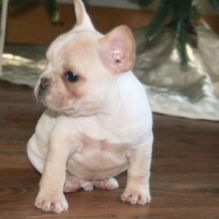 Stunning French Bulldog Puppies Ready Now call or text (903) 461-7393 Image eClassifieds4u 2