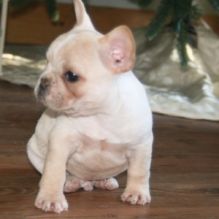 Stunning French Bulldog Puppies Ready Now call or text (903) 461-7393 Image eClassifieds4U