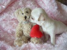 TWO GOOD BABY CHIHUAHUAS FOR SELL. Image eClassifieds4u 1