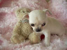 TWO GOOD BABY CHIHUAHUAS FOR SELL. Image eClassifieds4u 3