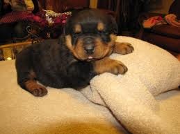 Quality Rottweiler puppies for pet lovers call or text (903) 461-7393 Image eClassifieds4u