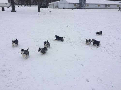 Sweet Siberian Husky Puppies Image eClassifieds4u