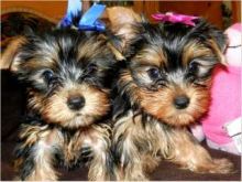 ??? Potty Trained Teacup Yorkie puppies For Adoption Text at (678) 242-9034