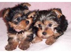 Teacup Yorkie Puppies both Males and females available.(678) 830-2384,,