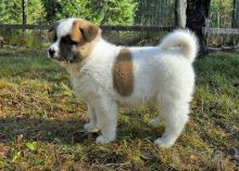 Accommodating Male And Female Akita Puppies For Sale