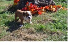 Appealing male and female English Bulldog