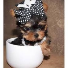 Beautiful teacup Yorkie puppy for adoption