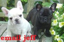 French Bulldog male and female puppies.