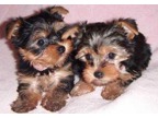 Teacup Yorkie Puppies both Males and females available.(678) 830-2384,, Image eClassifieds4U