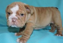 Champion Sired English Bulldog Puppies Puppies For Sale text me on (520) 775-1859