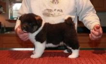 ***outstanding American Akita Litter*** Puppies For Sale text me on (520) 775-1859