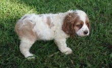 2 Gourgous Working Cocker Spaniel Puppys Ready Now For Sale text me on (520) 775-1859
