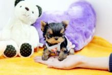 Amazing teacup yorkie puppies (913)730 5583