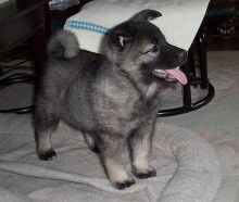 Beautiful Friendly Norwegian Elkhound puppies For Sale text me on (520) 775-1859