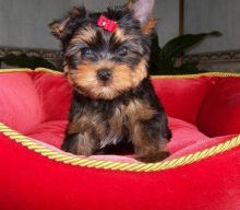 Cute Teddy Yorkie puppy