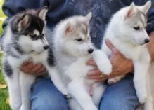 Home trained husky puppies ready(913)730 5583