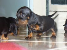 Miniature Smooth Haired Dachshund Puppy For Sale text me on (520) 775-1859