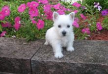 Ready Now Heathy West Highland White Terrier For Sale text me on (520) 775-1859