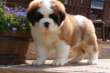 Saint Bernard Puppies For Sale, Ready Soon! For Sale text me on (520) 775-1859