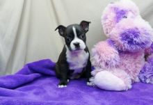 Stunning Litter Of Boston Terrier Puppies For Sale text me on (520) 775-1859