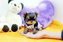 Too cute teacup Yorkie pups ready for new home(913)730 5583