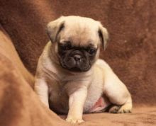 vaccinated ckc pug puppies