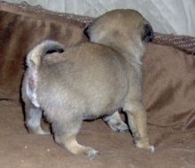 Vetted Ckc Pug Puppies