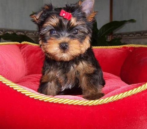 Cute Teddy Yorkie puppy Image eClassifieds4u