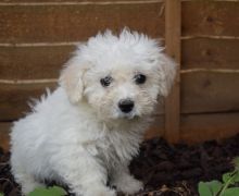 Beautiful Bichon Frise Puppies Ready To LeavePuppies For Sale text me on (520) 775-1859 Image eClassifieds4U