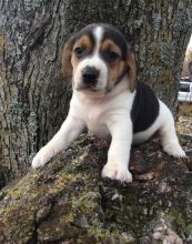 Pedigree Tri Colour Beagle Puppies For Sale text me on (520) 775-1859 Image eClassifieds4U