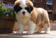 Saint Bernard Puppies For Sale, Ready Soon! For Sale text me on (520) 775-1859 Image eClassifieds4U