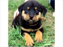 Beautiful Rottweiler Puppies for Adoption//ver.onicakl.a.in22@gmail.com Image eClassifieds4U