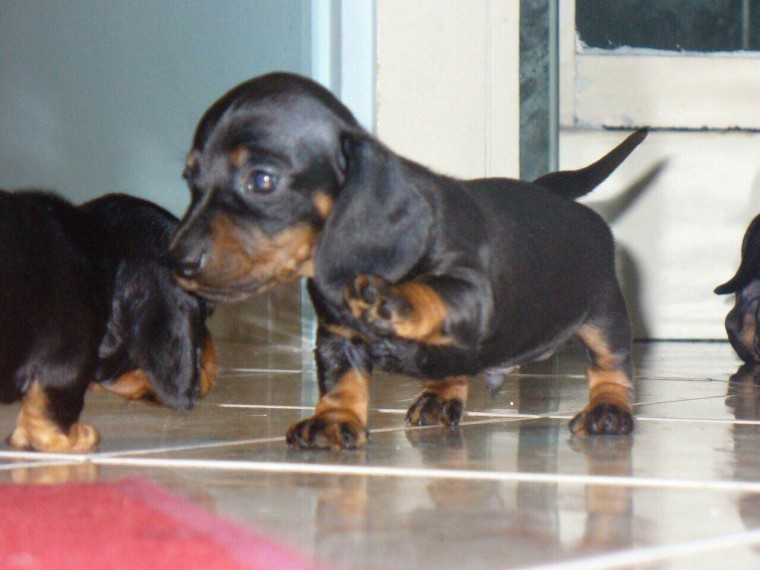 Miniature Smooth Haired Dachshund Puppy For Sale text me on (520) 775-1859 Image eClassifieds4u