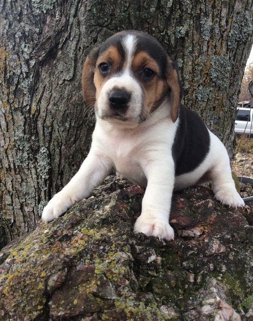 Pedigree Tri Colour Beagle Puppies For Sale text me on (520) 775-1859 Image eClassifieds4u