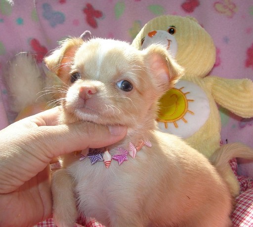Ready Now Tiny Micro T-cup Pedigree Chihuahua Pups For Sale text me on (520) 775-1859 Image eClassifieds4u
